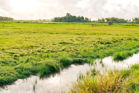 A Picturesque Paddy Field Under A Cloudy Skyの写真素材