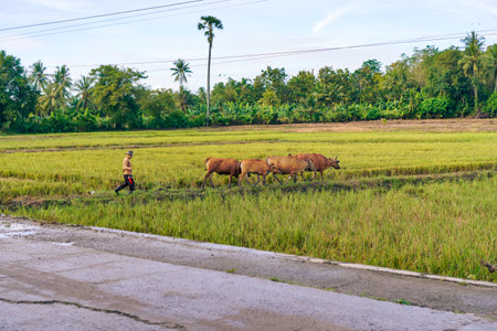 Farmer Leading Water Buffalo Through Lush Green Rice Paddy Field Under Bright Sunlightの写真素材