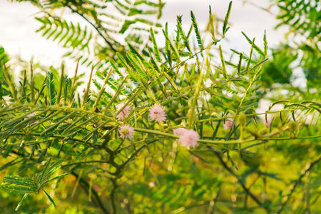Close up Of Pink Flowers And Green Leaves Outdoorsの写真素材