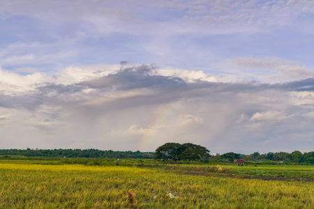 Colorful Arc Across a Field of Greens and Golds Under a Cloudy Skyの写真素材