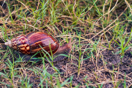 Snail On Grass And Soilの写真素材