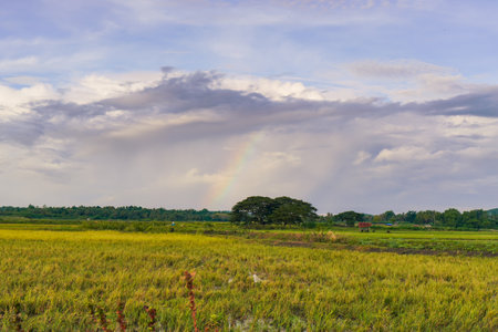 Colorful Arc Over Green Meadow