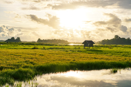Golden Hour Sunrise Over Lush Green Rice Paddy Field with Small Hut and Water Reflectionの写真素材