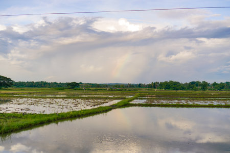 Serene Rice Paddy Landscape With Rainbow And Cloudsの写真素材