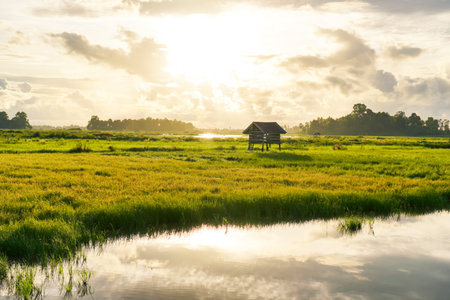 Golden Hour Sunrise Over Lush Green Field With Small Shelter And Water Reflectionの写真素材