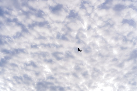 Small Bird Silhouetted Against a Sky Filled with Fluffy White and Grey Cloudsの写真素材