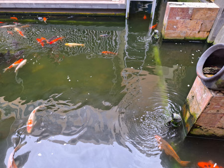 Colorful Fish Swimming in a Clear Pond Surrounded by Stones and Plantsの写真素材