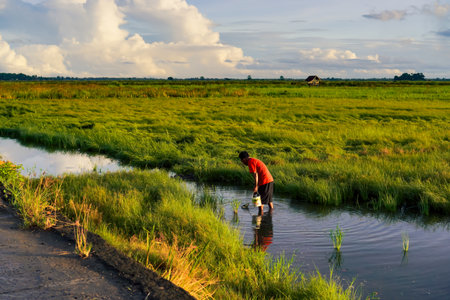 Young Person In Red Shirt Working In A Lush Green Paddy Field Under Sunny Skyの写真素材
