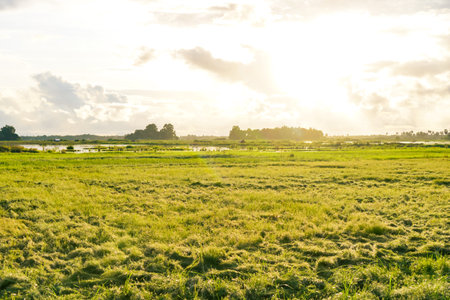 Serene Green Meadow Landscape at Sunset with Golden Sunlight