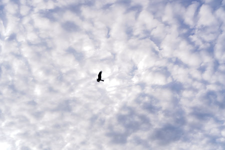 Single Bird Silhouetted Against a Sky Filled with Fluffy Cloudsの写真素材