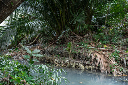 Tropical Riverbank With Lush Vegetationの写真素材