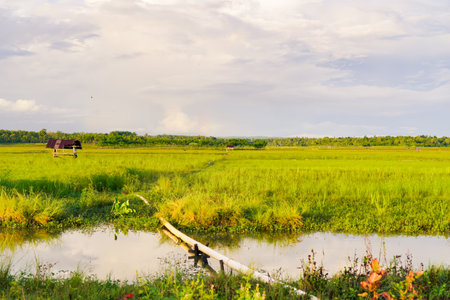 Tranquil Agricultural Field Landscape With Wooden Bridge And Water Reflections Under A Partly Cloudy Skyの写真素材