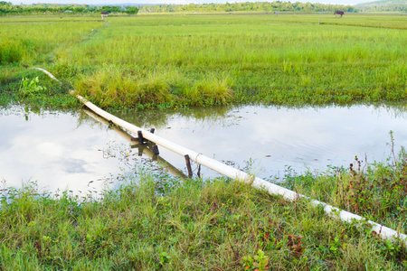 Irrigation Pipe In A Lush Green Rice Paddy Fieldの写真素材