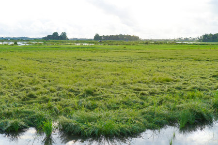 Expansive Green Rice Paddies Under A Bright Skyの写真素材