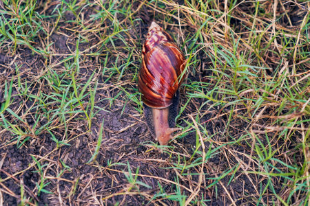 Closeup Of A Shell Bearing Mollusk On Grassy Groundの写真素材