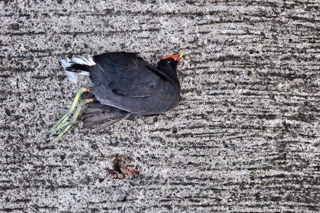 Dead bird on the concrete floor in the park. Selective focus.の写真素材