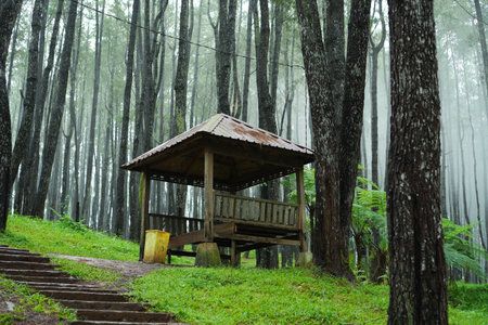 Wooden Structure in a Foggy Woodlandの写真素材