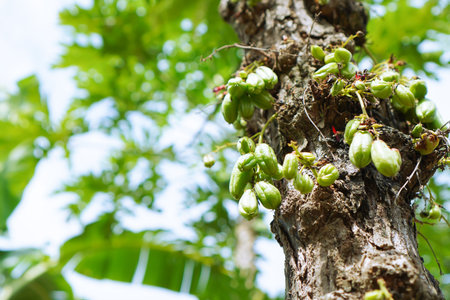 Close up Of Green Starfruit Growing On A Tree Trunkの写真素材
