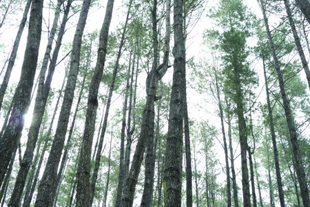 Pine trees in the forest, nature and environment concept background.の写真素材