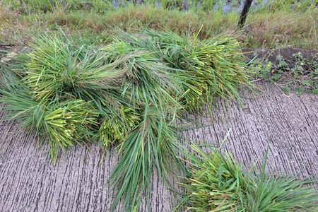 Pile of fresh grass on the ground in the garden, Thailand.の写真素材