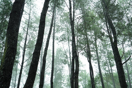 Pine trees in the mist in the forest. Nature background.の写真素材