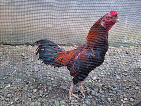 Colorful rooster on the farm. Beautiful rooster in a cage.の写真素材