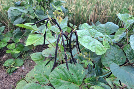 black bean plant in the field,Gran Canaria,Spainの写真素材