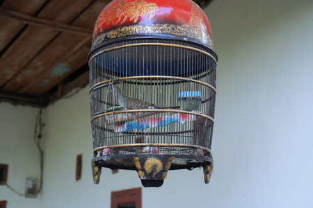 Colorful Birds In Decorative Cage Against White Wallの写真素材