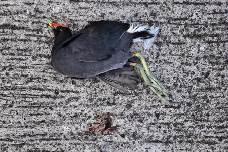 Dead Bird on Gray Pavement Closeup of Roadkillの写真素材