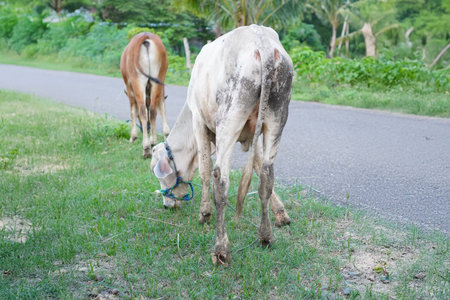 Cows are walking along the road in the countryside of Thailand.の写真素材