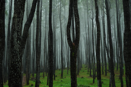 Forest in the fog at Doi Inthanon National Park, Chiang Mai, Thailandの写真素材