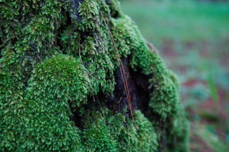 Green moss on a tree in the forest. Selective focus.の写真素材