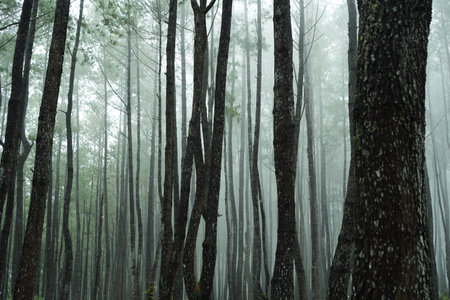 Pine forest in the morning mist at Doi Inthanon National Park, Chiang Mai, Thailandの写真素材