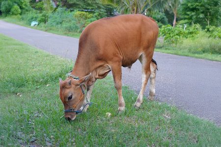 Brown cow eating grass on the road in the village, Thailand.の写真素材