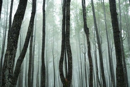 Pine forest in the fog at Doi Inthanon National Park, Chiang Mai, Thailandの写真素材