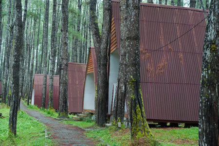 Wooden houses in a pine forest in the south of Norway.の写真素材