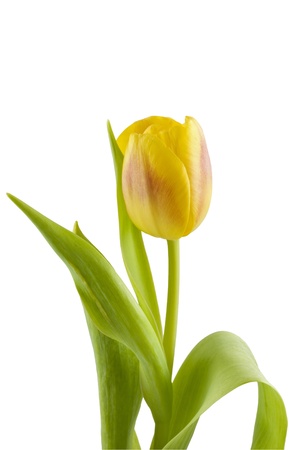 Just a yellow tulip. Isolated on white & clipping pathの写真素材