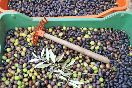 Olives harvested , in plastic crateの写真素材