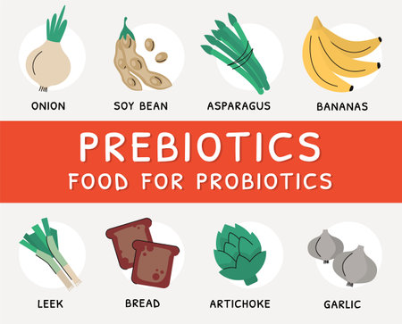 Flat vector illustration of prebiotic products. Food for probiotics. Sources of these bacteria is nutrient rich food such as soy beans, asparagus, onion, banana, garlic, artichoke, bread, leek.のイラスト素材