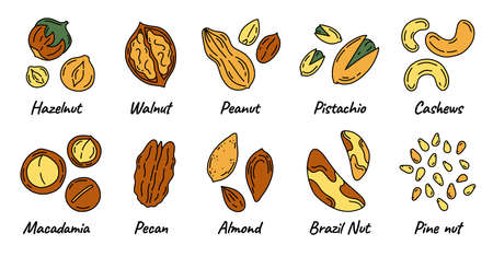 Nuts and seeds set with different kinds icons in Doodle style. Walnuts, macadamia, hazelnuts and peanuts on a white background.のイラスト素材
