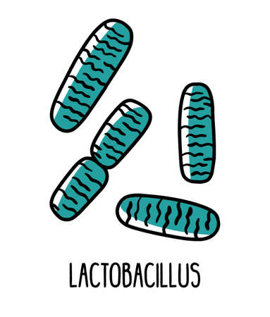 Lactobacillus bacterium in the intestinal microflora, vector illustrationのイラスト素材