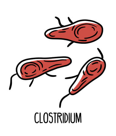 Clostridium gram-positive pathogenic bacteria in the human intestinal microfloraのイラスト素材
