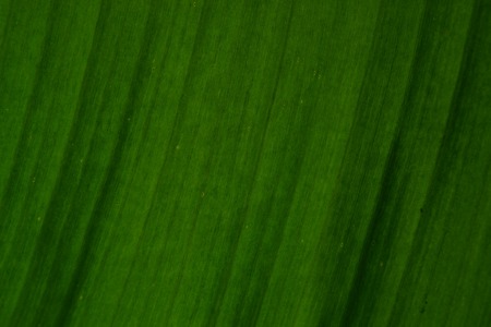 texture background of banana leafの写真素材