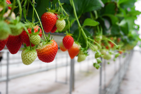 Strawberry Farmの写真素材