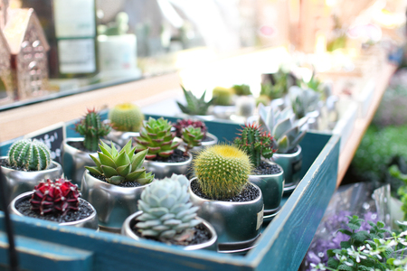 cactus in pottedの写真素材