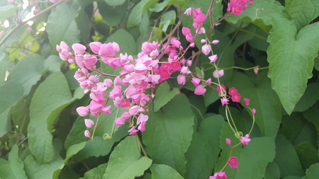 Pink flowers on a green background. A small pink flowers blossom come together. This is called blossom pink flowers mexican-creeper.の写真素材