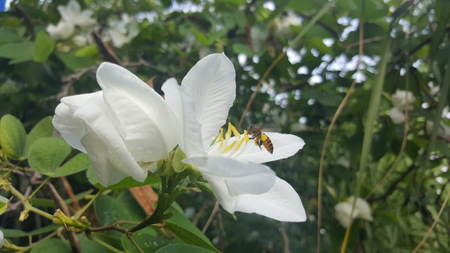 Beautiful of the Snowy Orchid Tree is blooming in the garden. Bee are harvested the pollen of the white flower in the morning.の写真素材