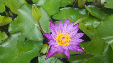 Lotus on green lotus leaf. The lotus blossom reveals the inner yellow pollen. The petals of the lotus bud separated so can be visible in the purple petals.の写真素材