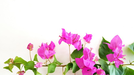 The paper flower are bloom on the white background. Pink flowers are blossoming . Flowers and young leaves are growing from the branches.の写真素材