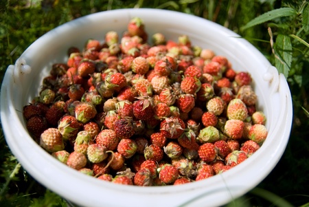 Strawberry in a bucket on a gladeの写真素材